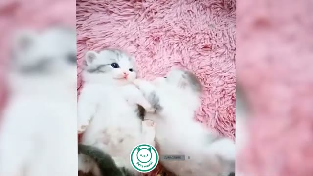 مجموعه ویدیوهای خنده‌دار و بامزه از حیوانات خانگی و پت‌های دوست‌داشتنی