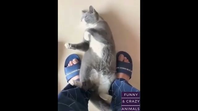 مجموعه ویدیوهای خنده‌دار از بچه گربه‌ها و حیوانات بامزه و بازیگوش