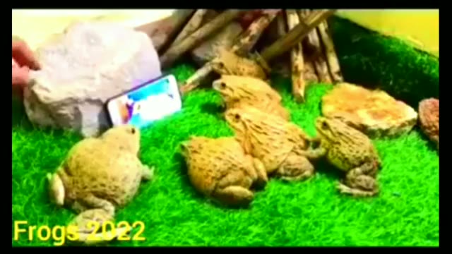 مجموعه خنده‌دارترین ویدیوهای حیوانات بامزه در سال ۲۰۲۳
