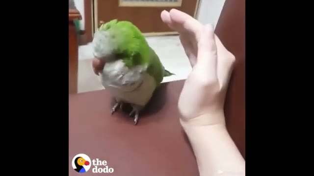 مجموعه لحظات بامزه و خنده‌دار حیوانات خانگی و بامزه