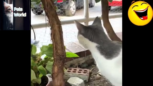 مجموعه ویدیوهای خنده‌دار و بامزه از حیوانات خانگی در Pets World