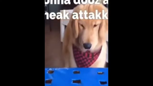 مجموعه ویدیوهای خنده‌دار و بامزه از حیوانات خانگی و بچه حیوانات