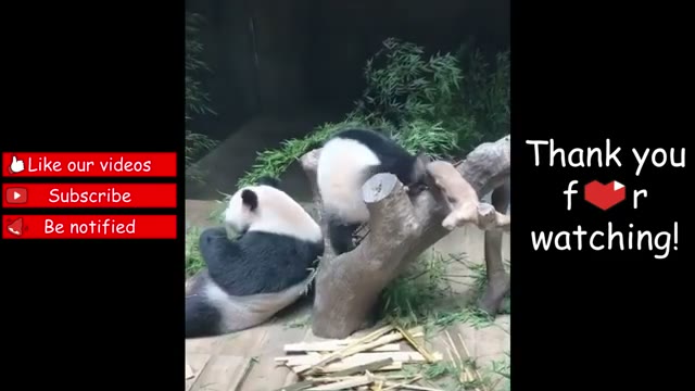 مجموعه ویدیوهای خنده‌دار و بامزه از حیوانات خانگی در Hello Pets