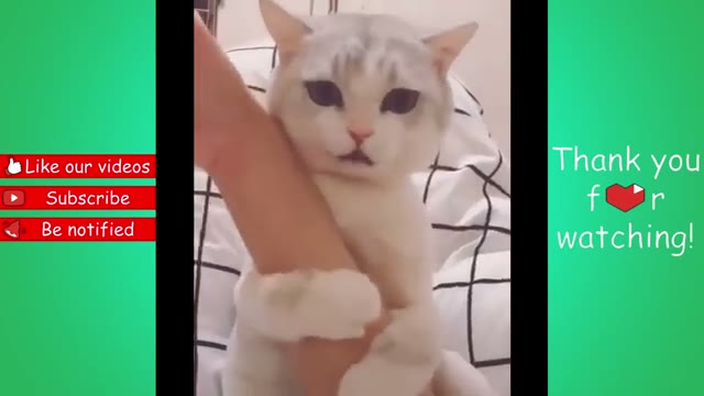 مجموعه ویدیوهای خنده‌دار و بامزه از حیوانات خانگی در Hello Pets