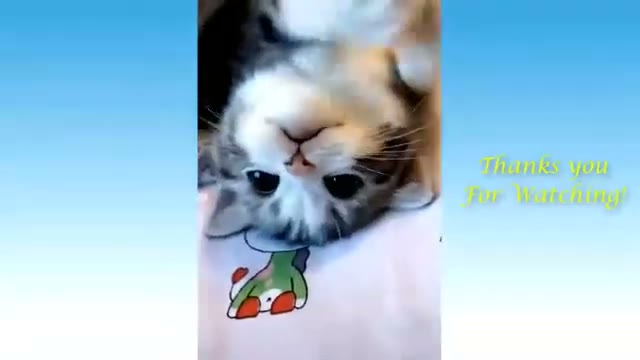 مجموعه ویدیوهای بامزه و خنده‌دار از حیوانات خانگی و پت‌های دوست‌داشتنی