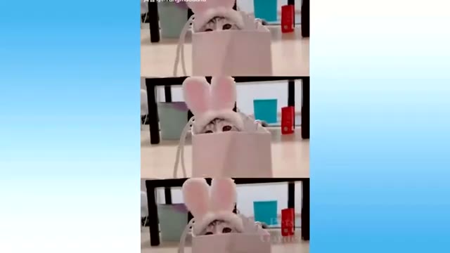 مجموعه ویدیوهای خنده‌دار و بامزه از حیوانات خانگی و پت‌های دوست‌داشتنی